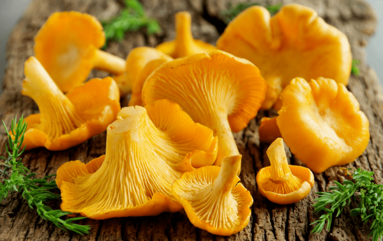 chanterelle mushrooms from parasites