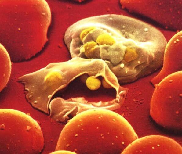 the simplest parasite malaria plasmodium