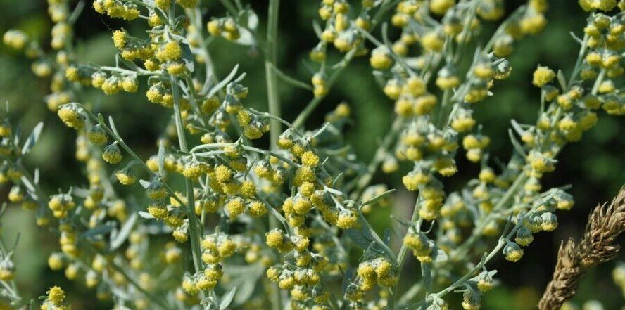 bitter wormwood against worms