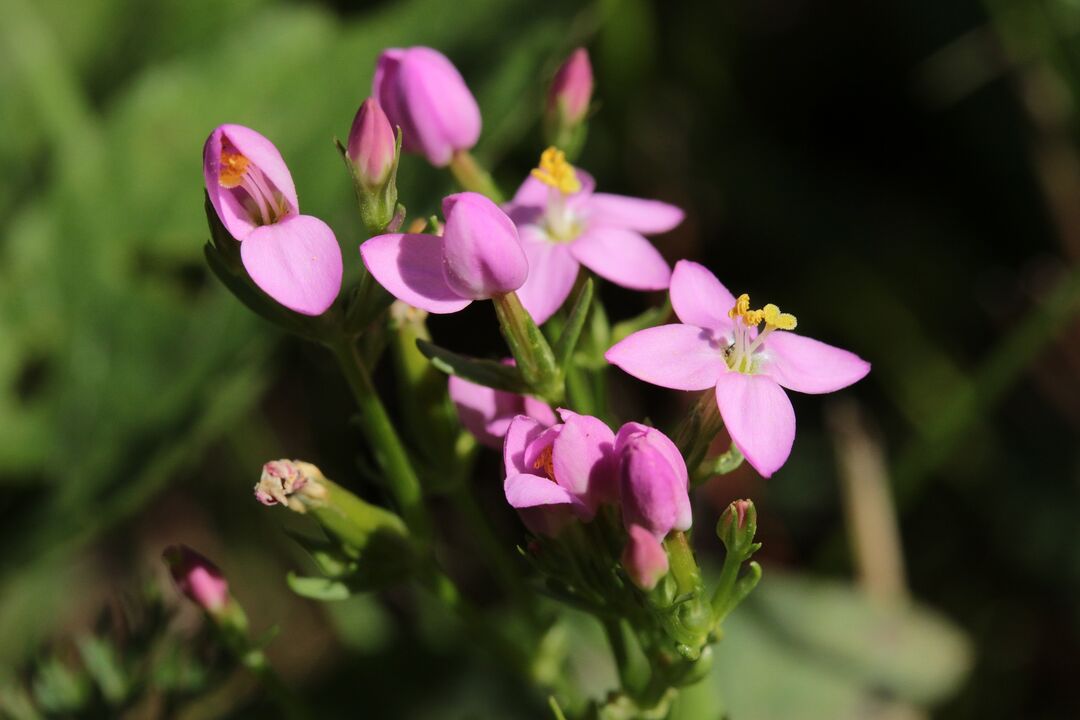 centaury against worms