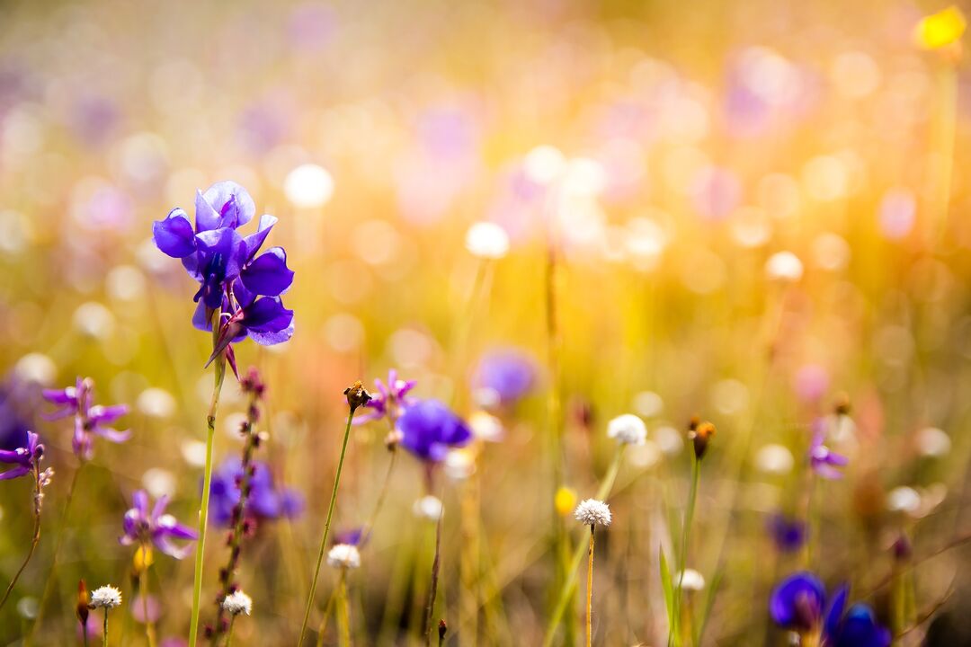 wildflowers against worms