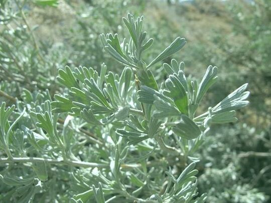 Wormwood helps in the fight against worms