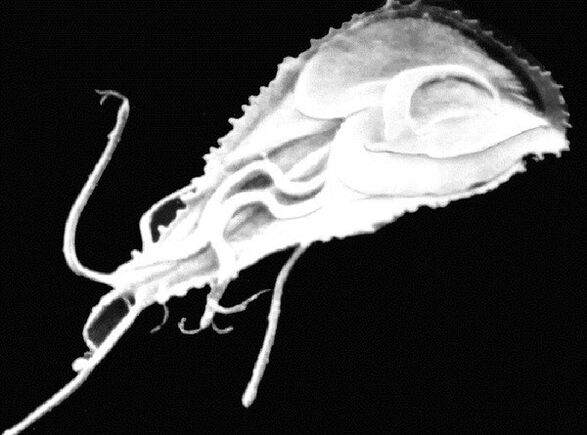 Giardia is a protozoan flagellated parasite. 
