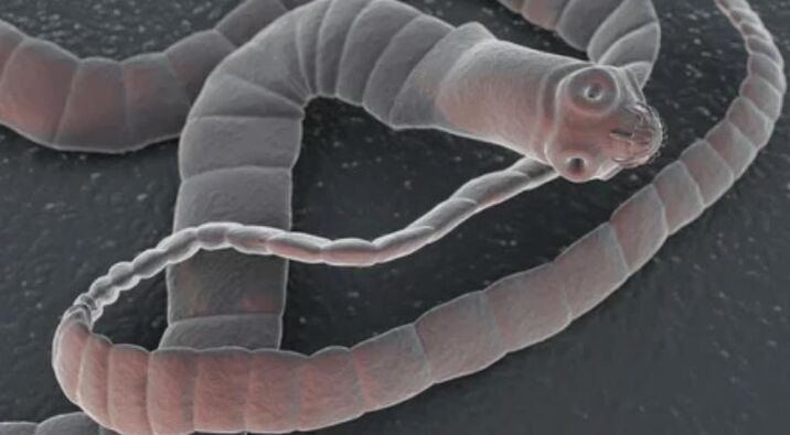 Soliter worm